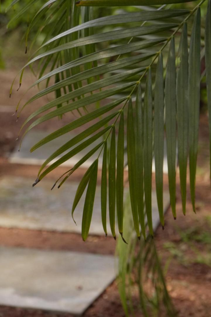 Coco Inn Goa Candolim Exterior photo